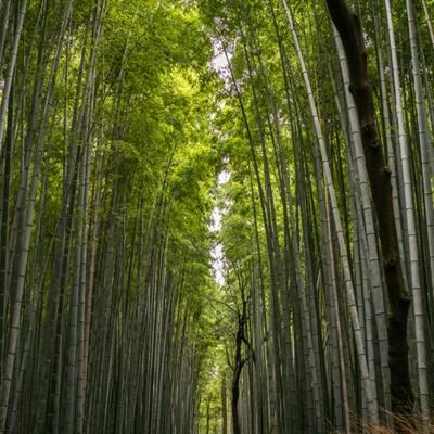 天下霸域无限元宝版下载